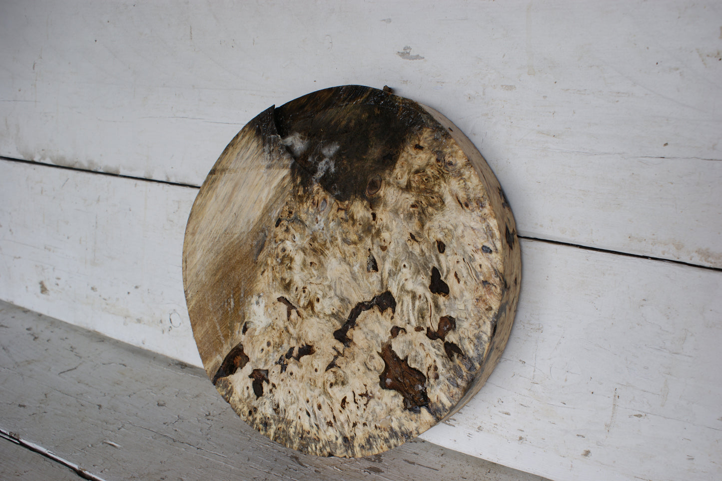 Burr Horse Chestnut wood turning blank 12 W x 3 D Inches (410)