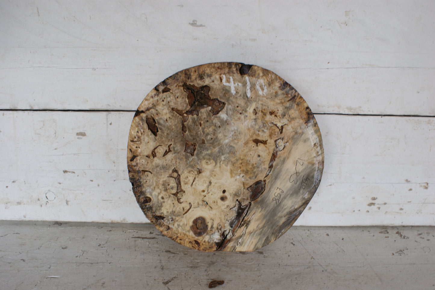 Burr Horse Chestnut wood turning blank 12 W x 3 D Inches (410)