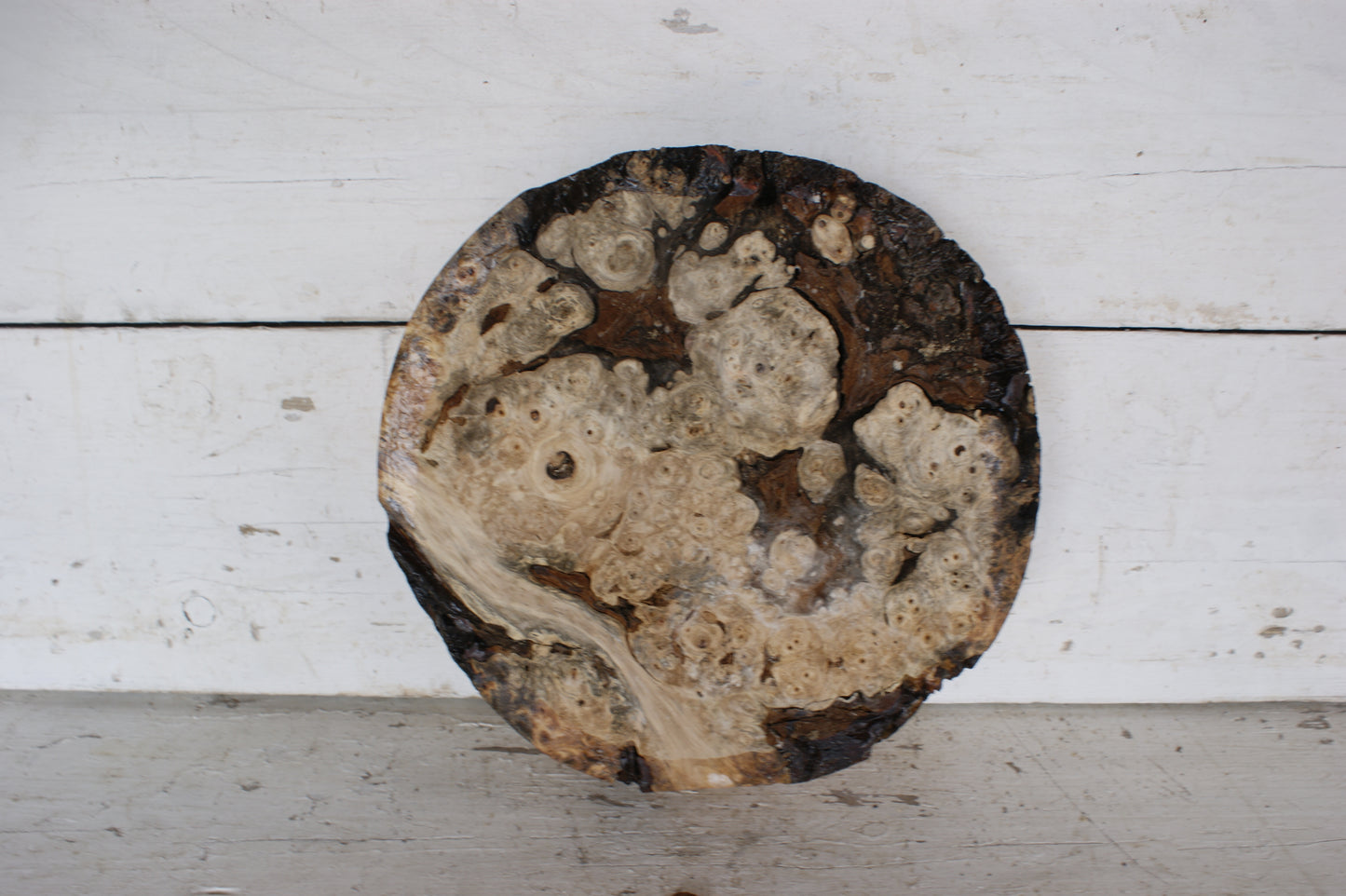 Burr Horse Chestnut wood turning blank 12 W x 3 D Inches (410)