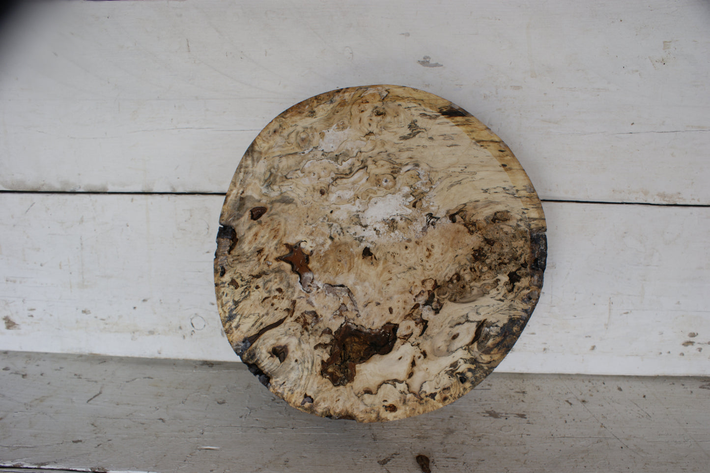 Burr Horse Chestnut wood turning blank 13 W x 3 D Inches (411)