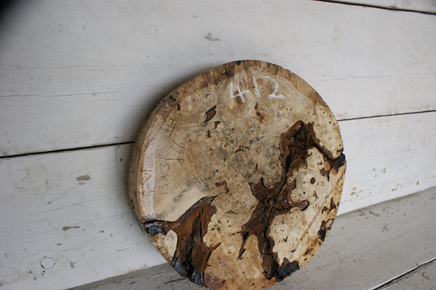 Burr Horse Chestnut wood turning blank 13 W x 3 D Inches (412)