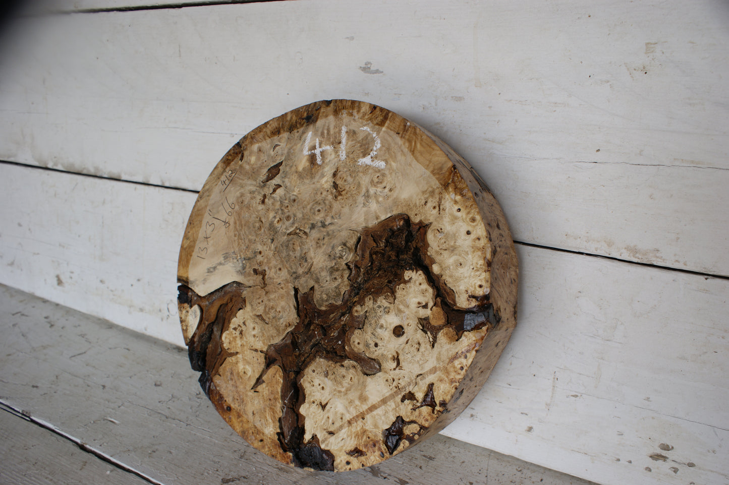 Burr Horse Chestnut wood turning blank 13 W x 3 D Inches (412)