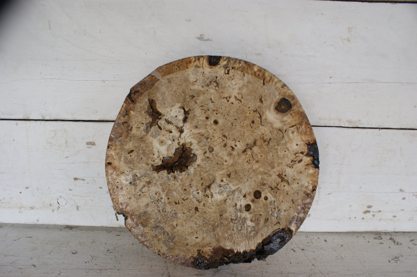 Burr Horse Chestnut wood turning blank 13 W x 3 D Inches (412)