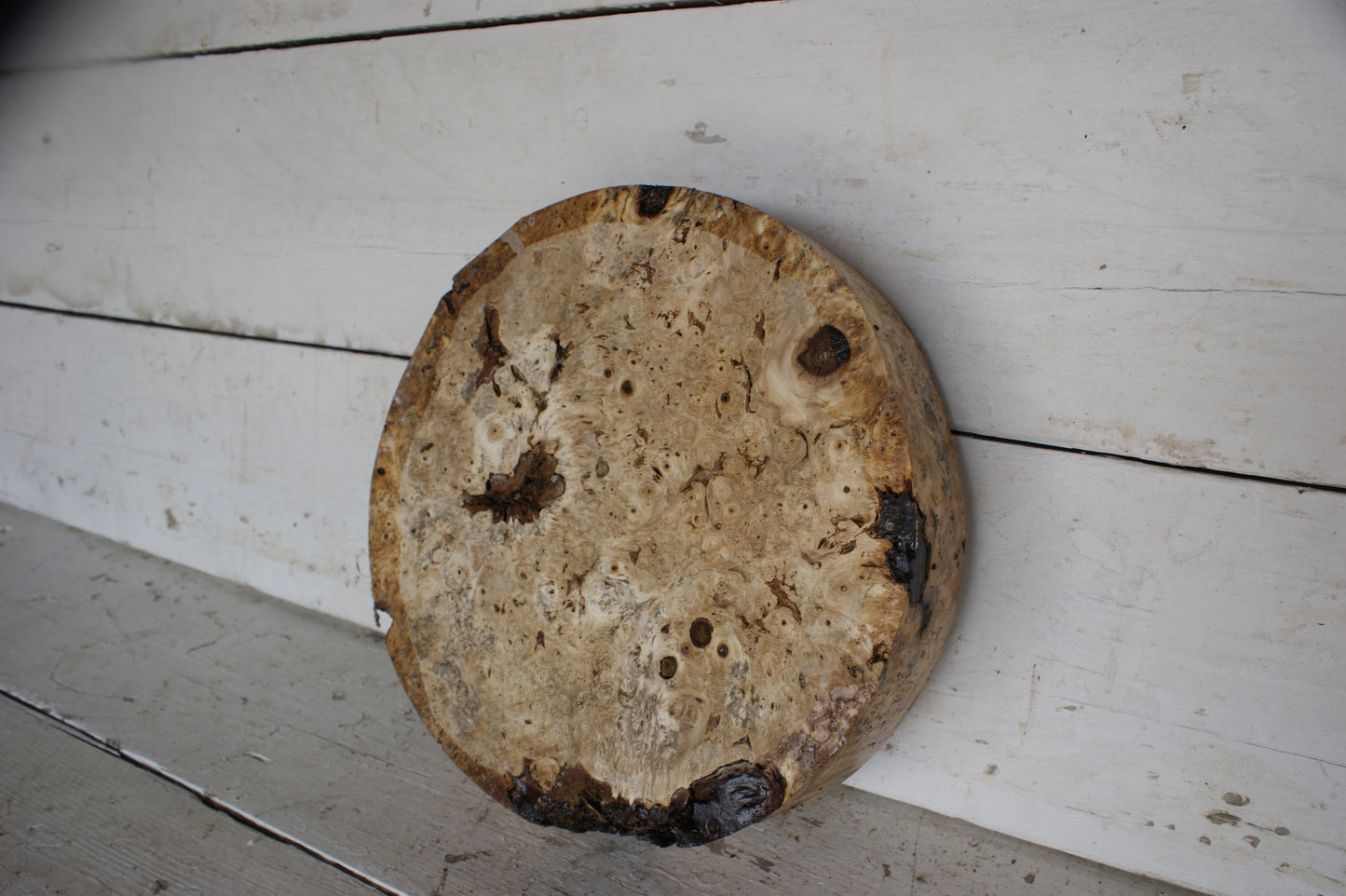 Burr Horse Chestnut wood turning blank 13 W x 3 D Inches (412)