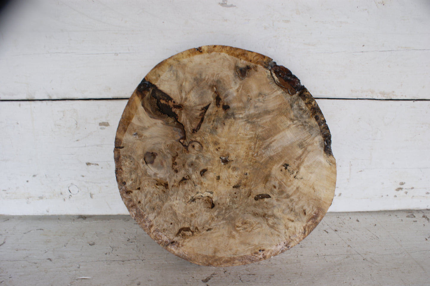 Burr Horse Chestnut wood turning blank 13 W x1 3/4 D Inches (413)
