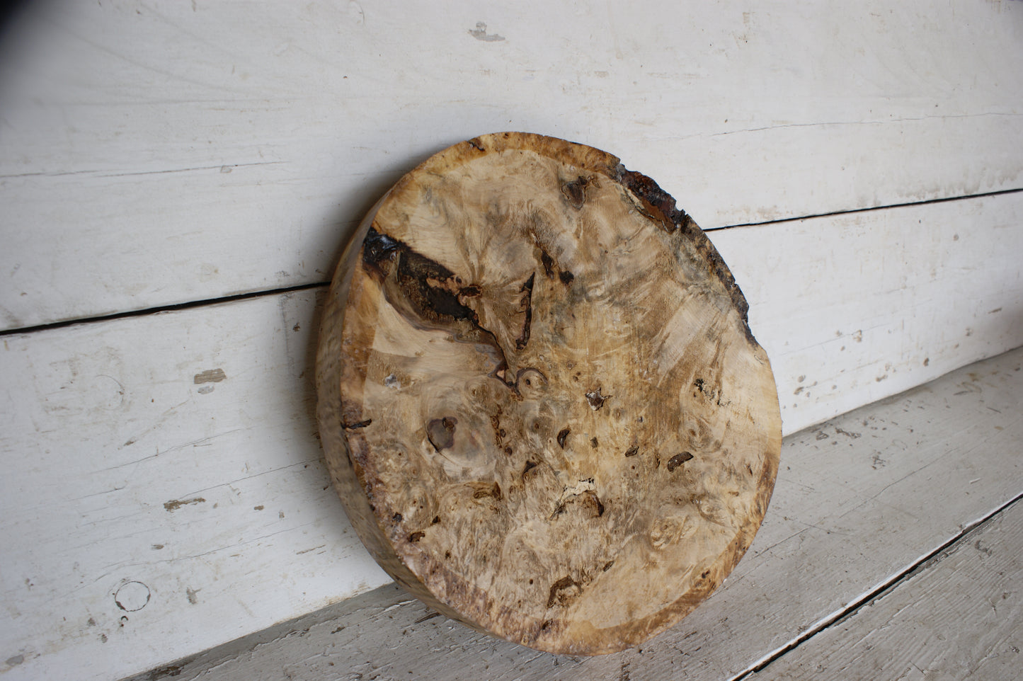 Burr Horse Chestnut wood turning blank 13 W x1 3/4 D Inches (413)