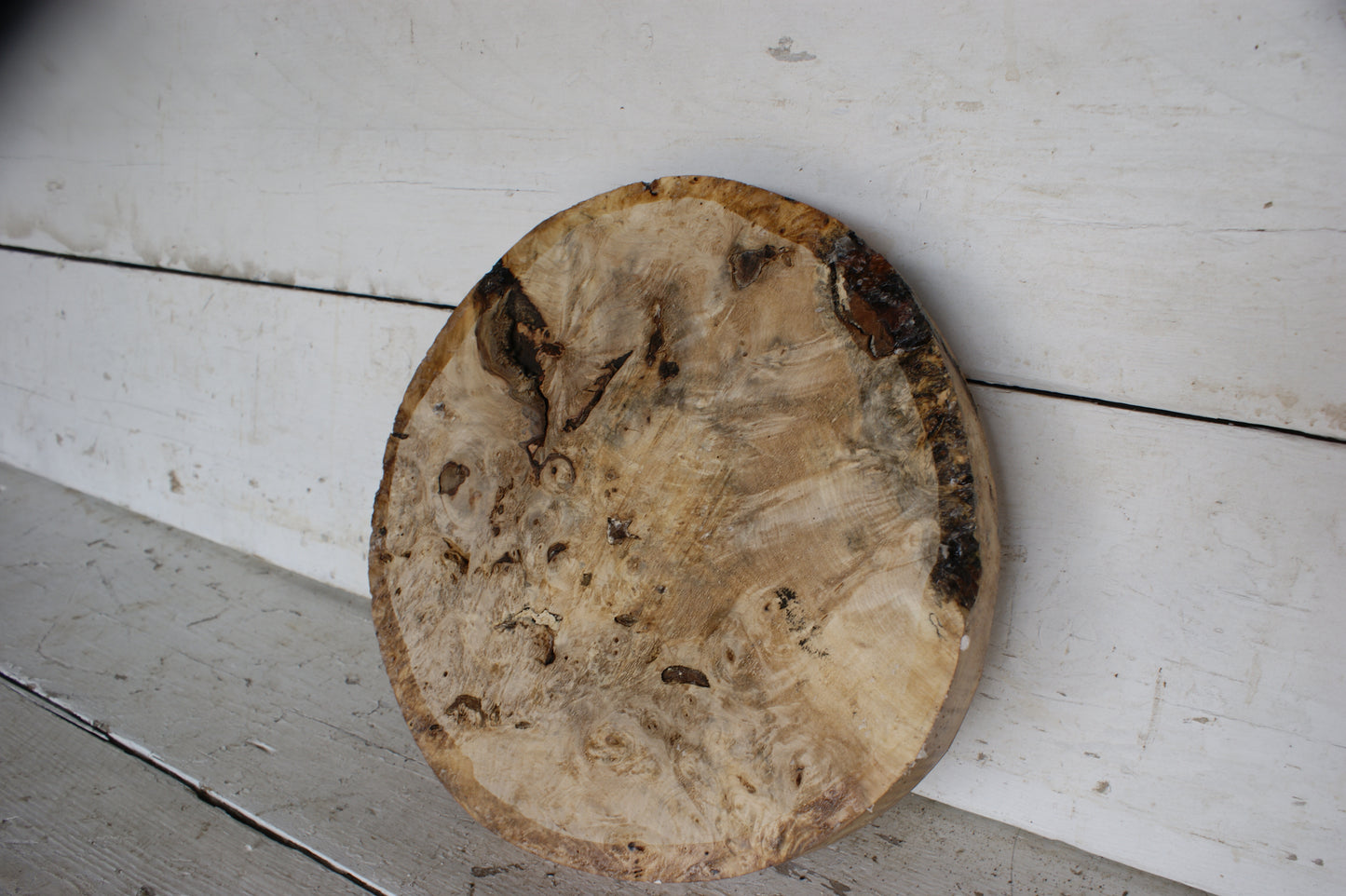 Burr Horse Chestnut wood turning blank 13 W x1 3/4 D Inches (413)