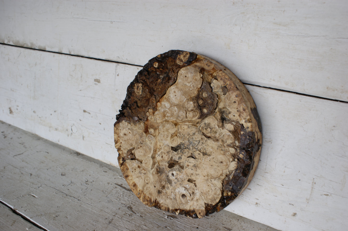 Burr Horse Chestnut wood turning blank 10 W x 1 3/4 D Inches (417)