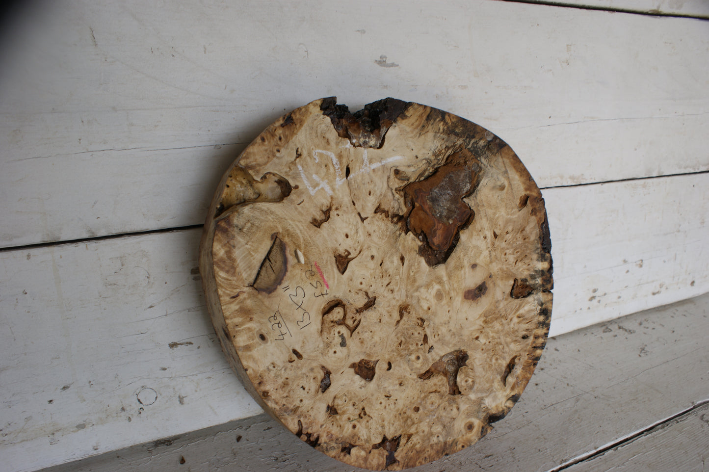 Burr Horse Chestnut wood turning blank 13 W x 3 D Inches (422)