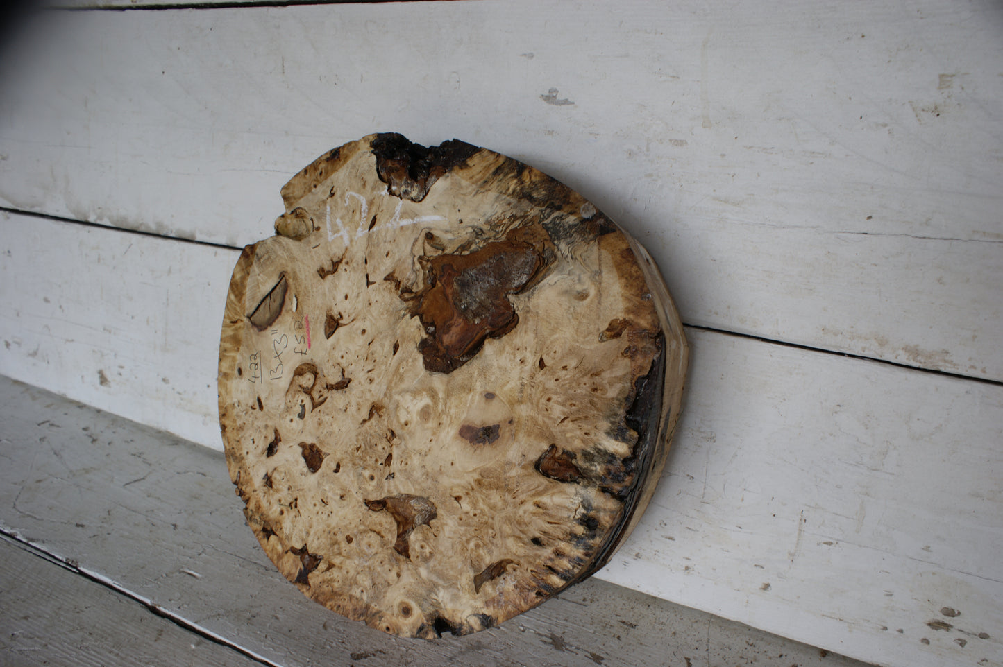 Burr Horse Chestnut wood turning blank 13 W x 3 D Inches (422)