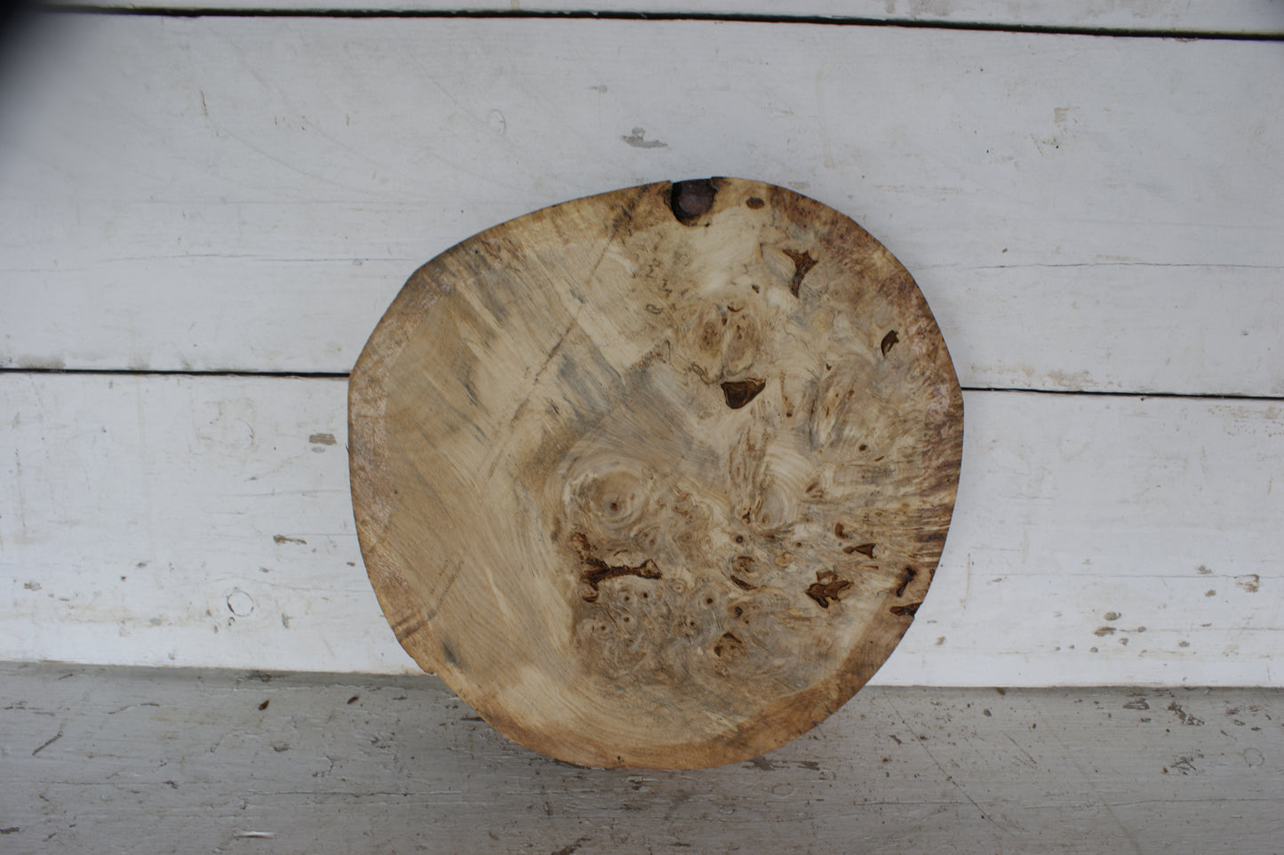Burr Horse Chestnut wood turning blank 13 W x 3 D Inches (422)