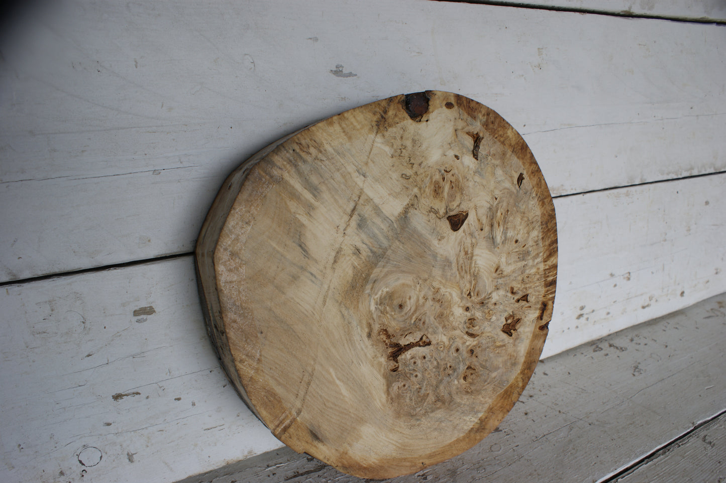Burr Horse Chestnut wood turning blank 13 W x 3 D Inches (422)
