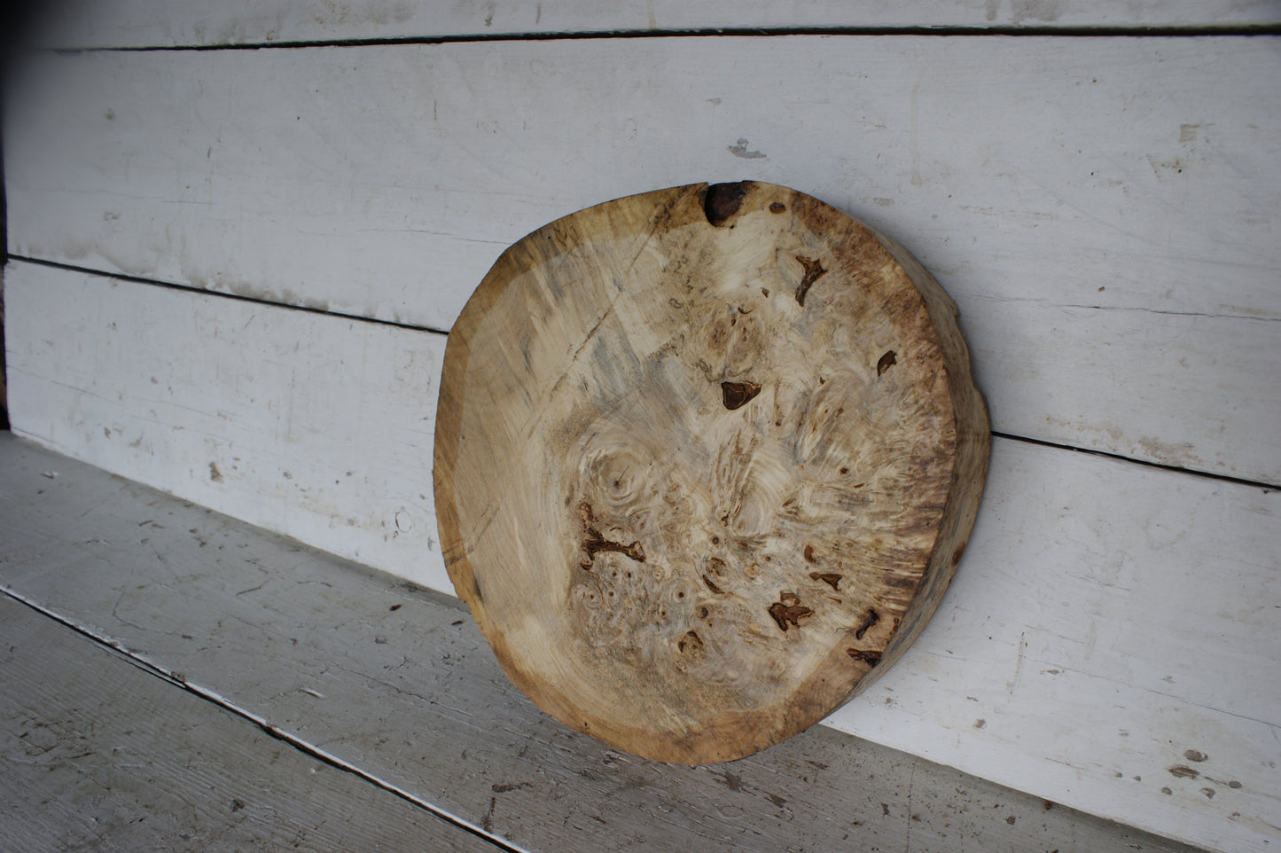 Burr Horse Chestnut wood turning blank 13 W x 3 D Inches (422)