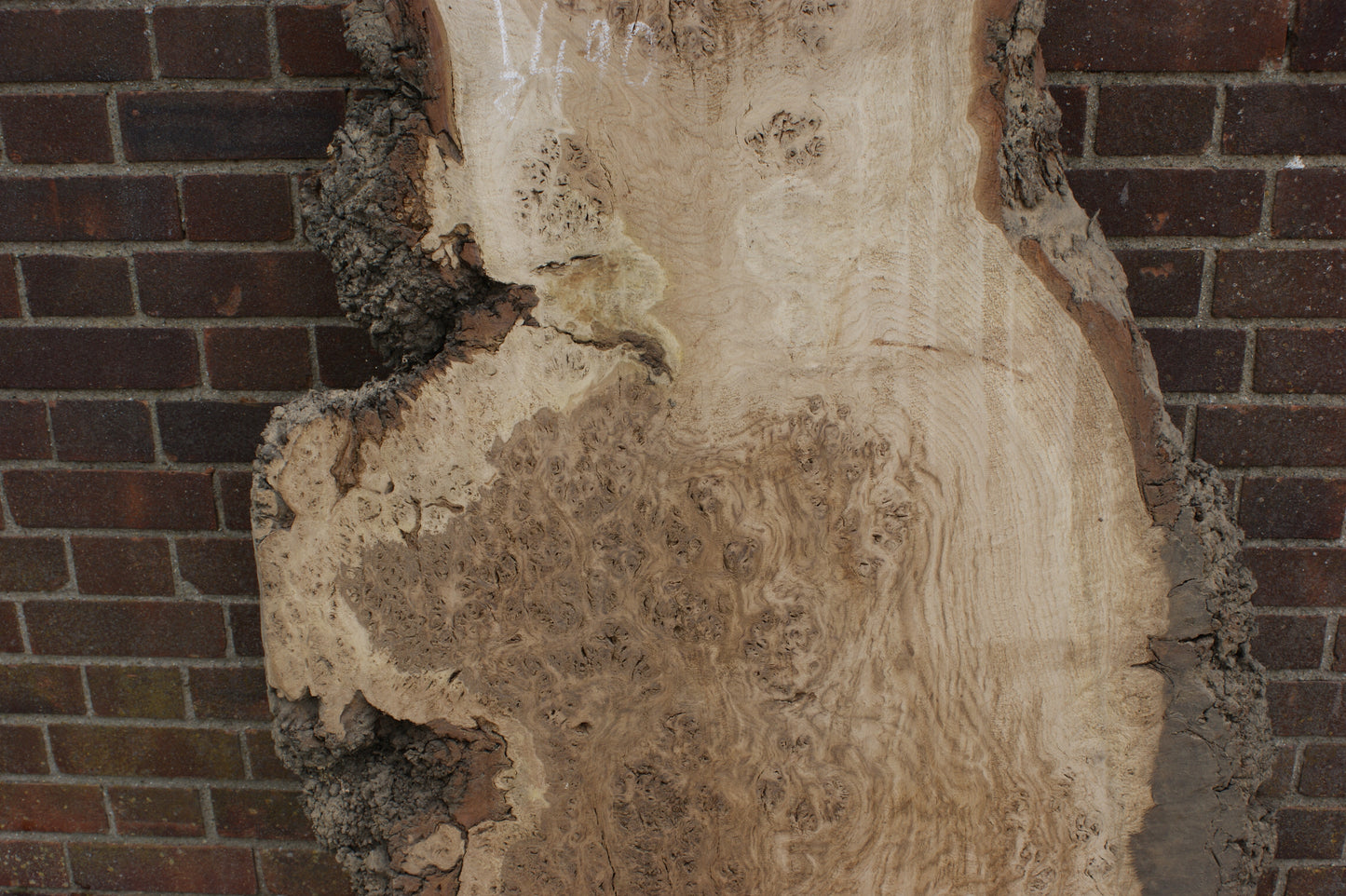 Brown Burr Oak Slab, Kiln Dried 1650 L x 940-410 W x 52 D mm (375)