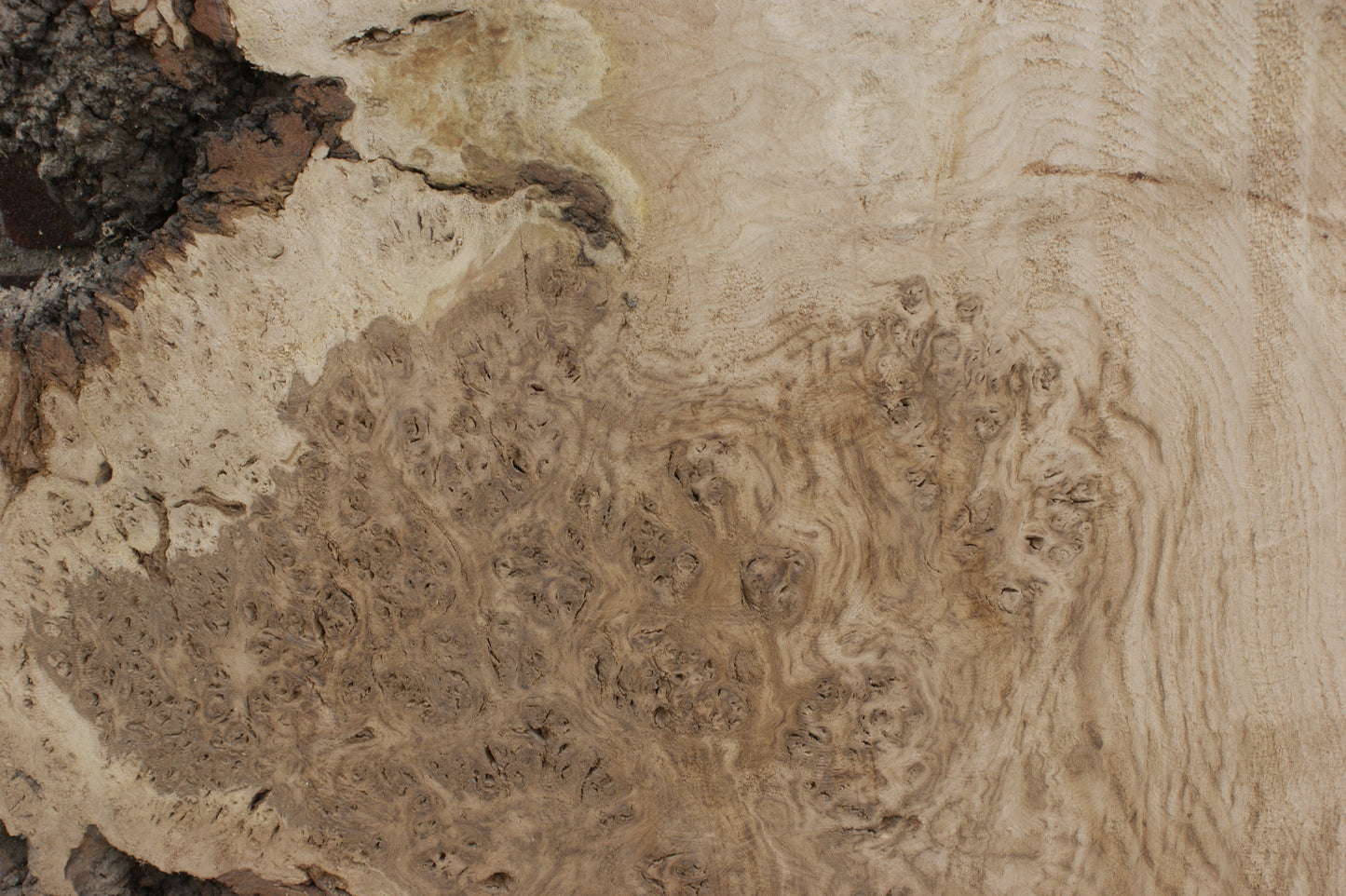 Brown Burr Oak Slab, Kiln Dried 1650 L x 940-410 W x 52 D mm (375)