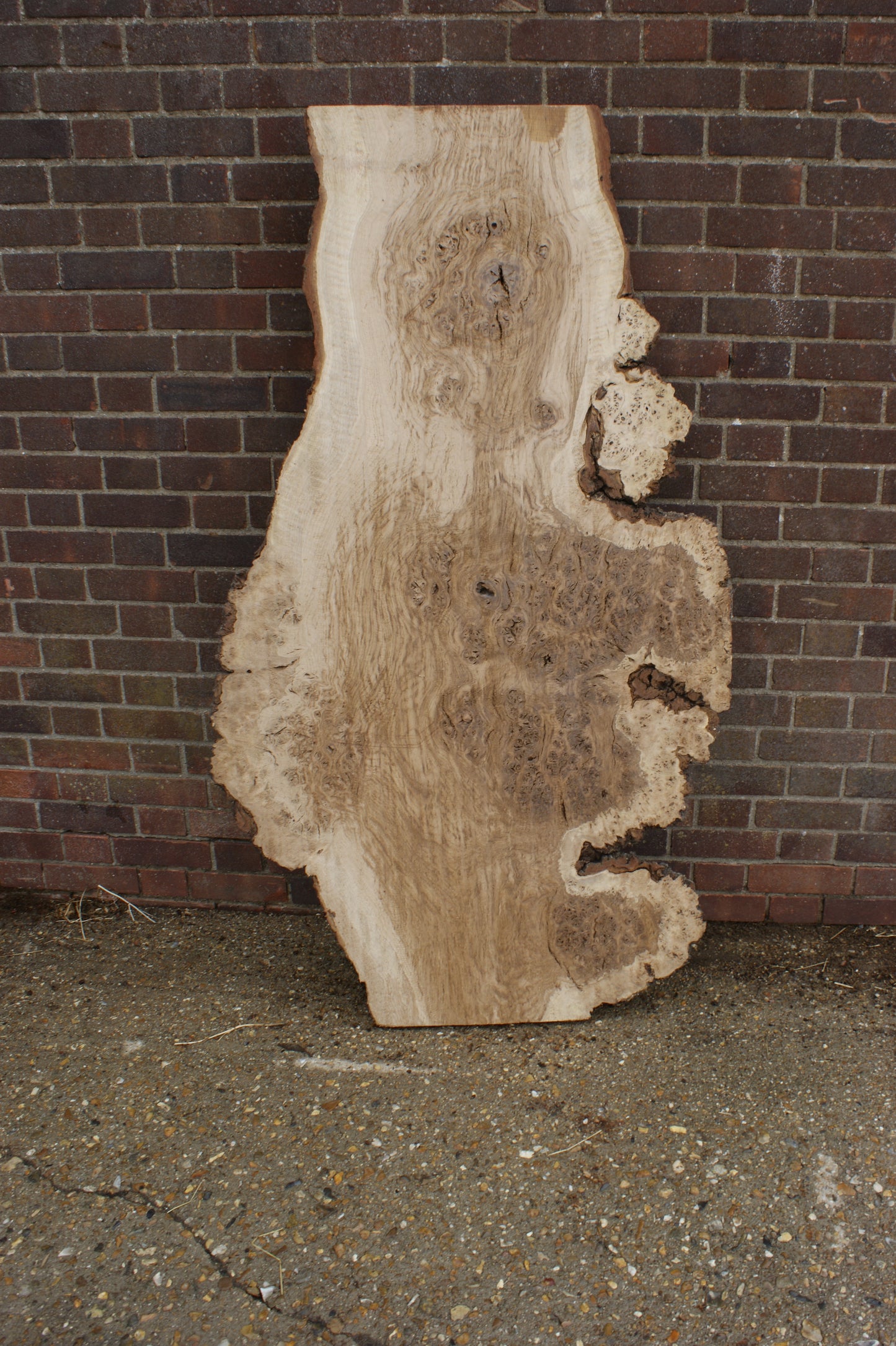 Brown Burr Oak Slab, Kiln Dried 1650 L x 940-410 W x 52 D mm (375)