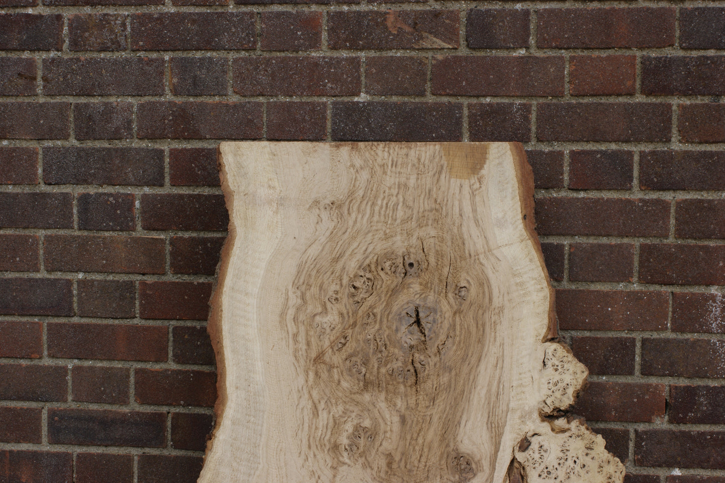Brown Burr Oak Slab, Kiln Dried 1650 L x 940-410 W x 52 D mm (375)