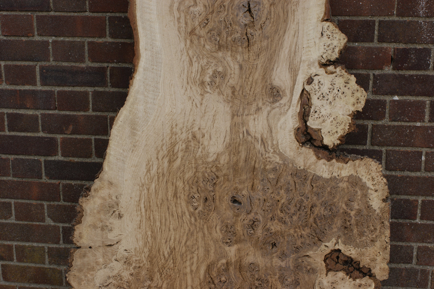 Brown Burr Oak Slab, Kiln Dried 1650 L x 940-410 W x 52 D mm (375)