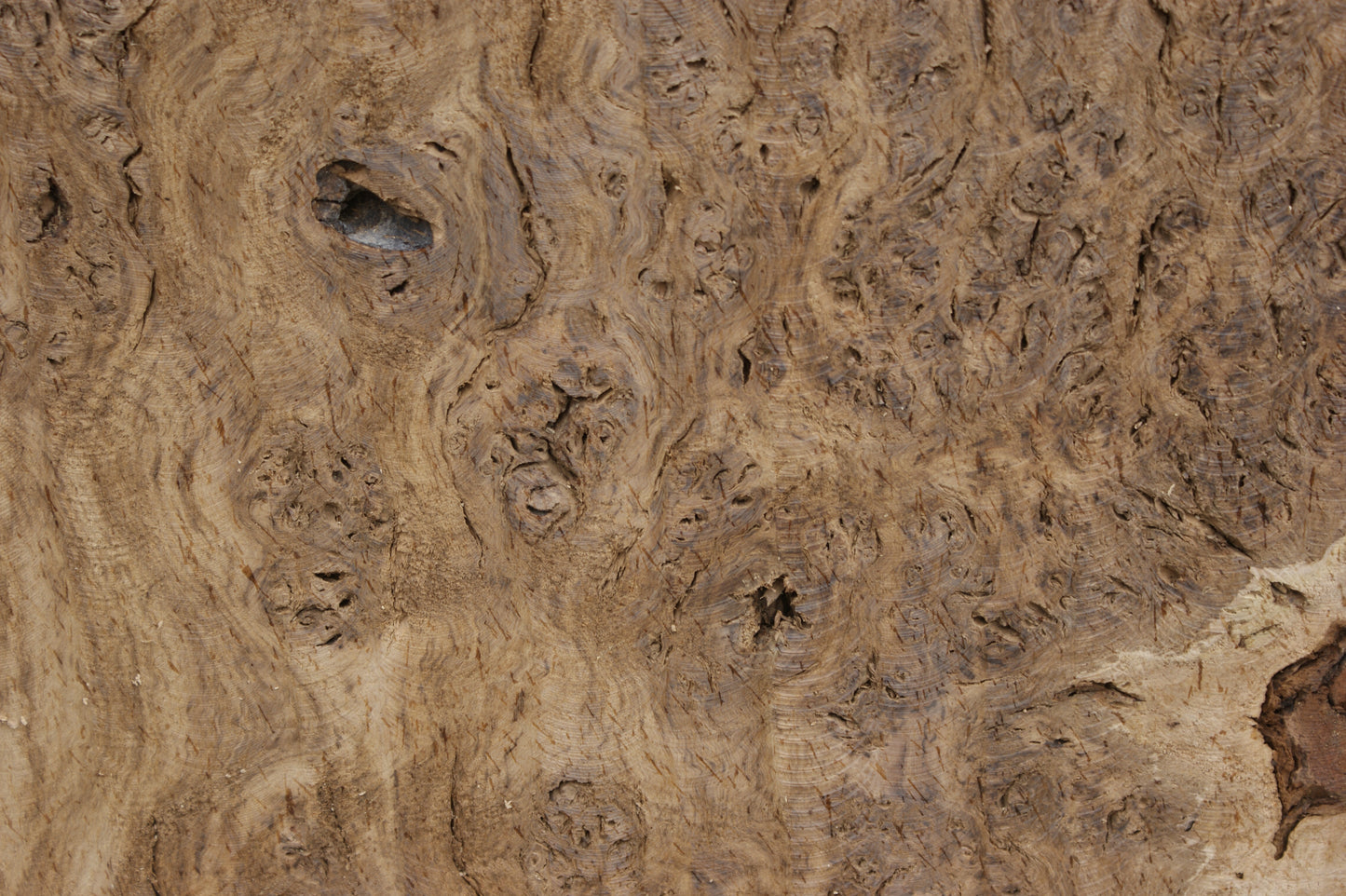 Brown Burr Oak Slab, Kiln Dried 1650 L x 940-410 W x 52 D mm (375)