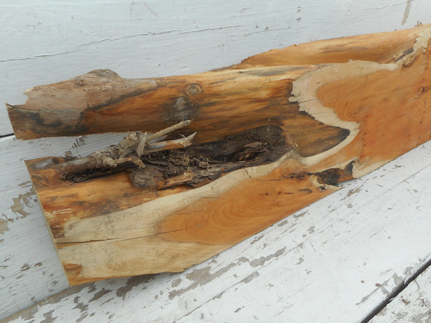 English Yew 1205 L x 228-110 W x 59 D (mm) (500)