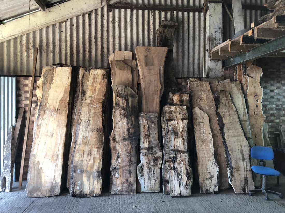 A Guide to British Timber: The Native Woods We Know and Love