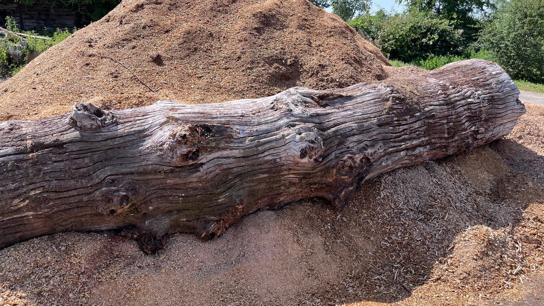 How We Turn a Local Oak Tree into Reclaimed Timber