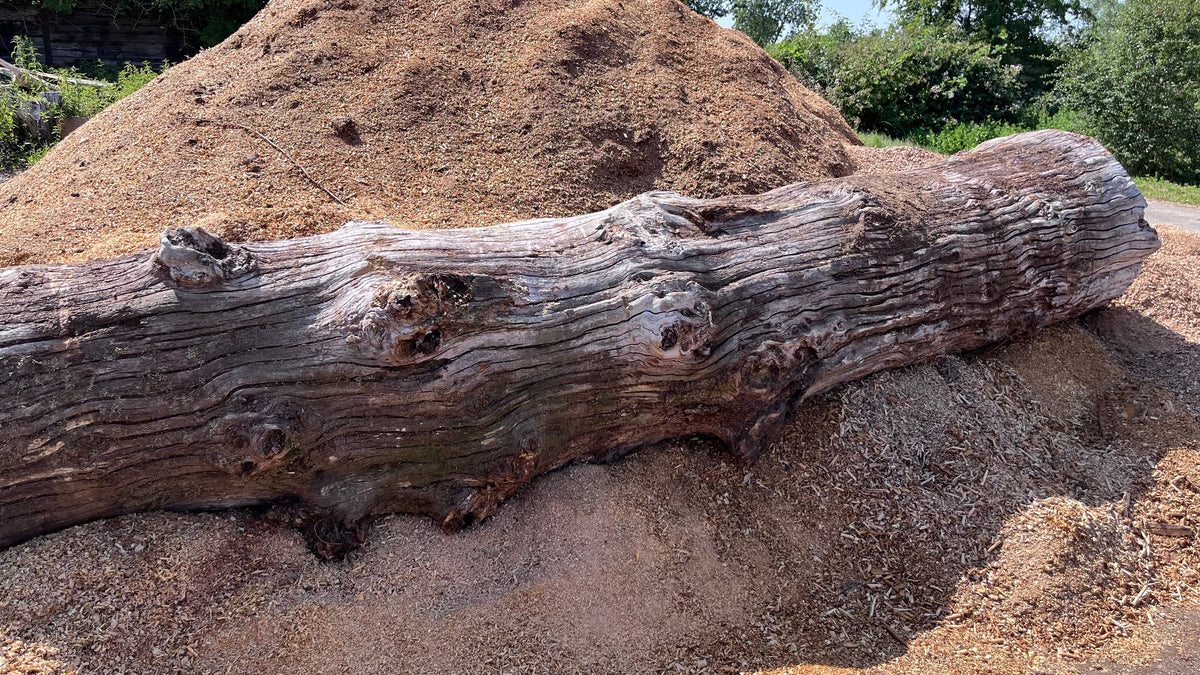 How We Turn a Local Oak Tree into Reclaimed Timber