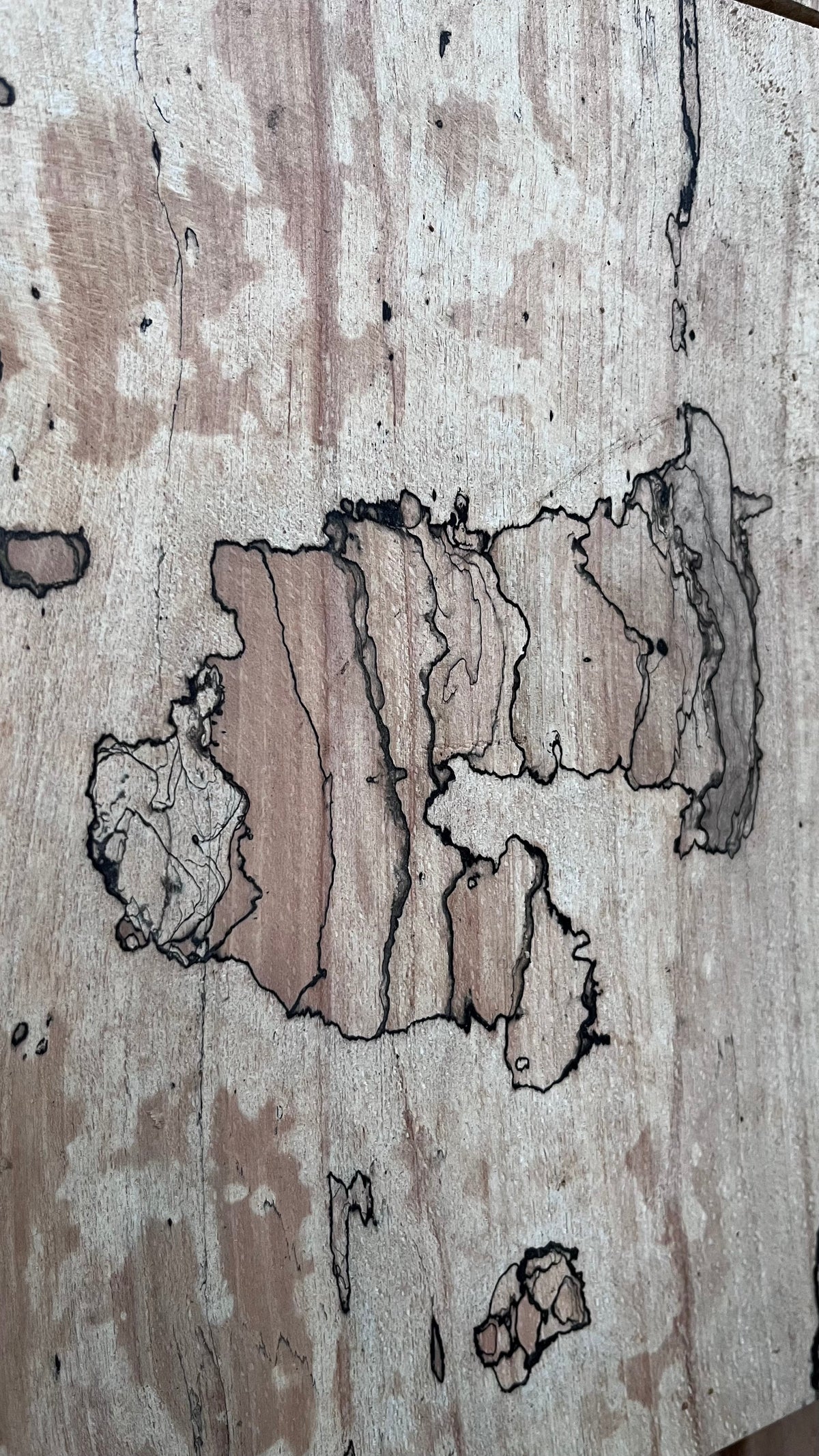 Close up of spalted wood showing intricate dark veining of the wood. black lines