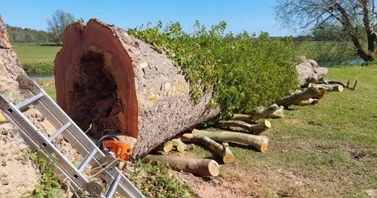 From Suffolk Streets to Solid Timber: Giving a London Plane Tree a Second Life