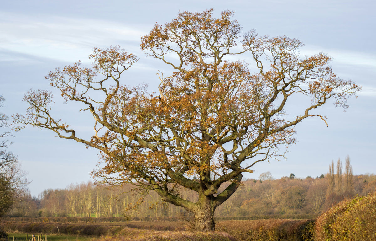 We'd Rather See Them Stand: The Honest Truth About Our Treecycling Philosophy.