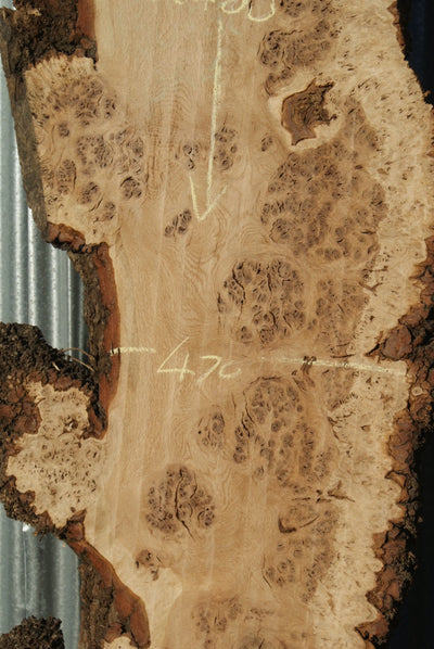 Oak & Burr Oak