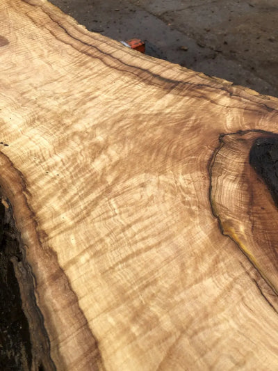 Sycamore & Rippled Sycamore