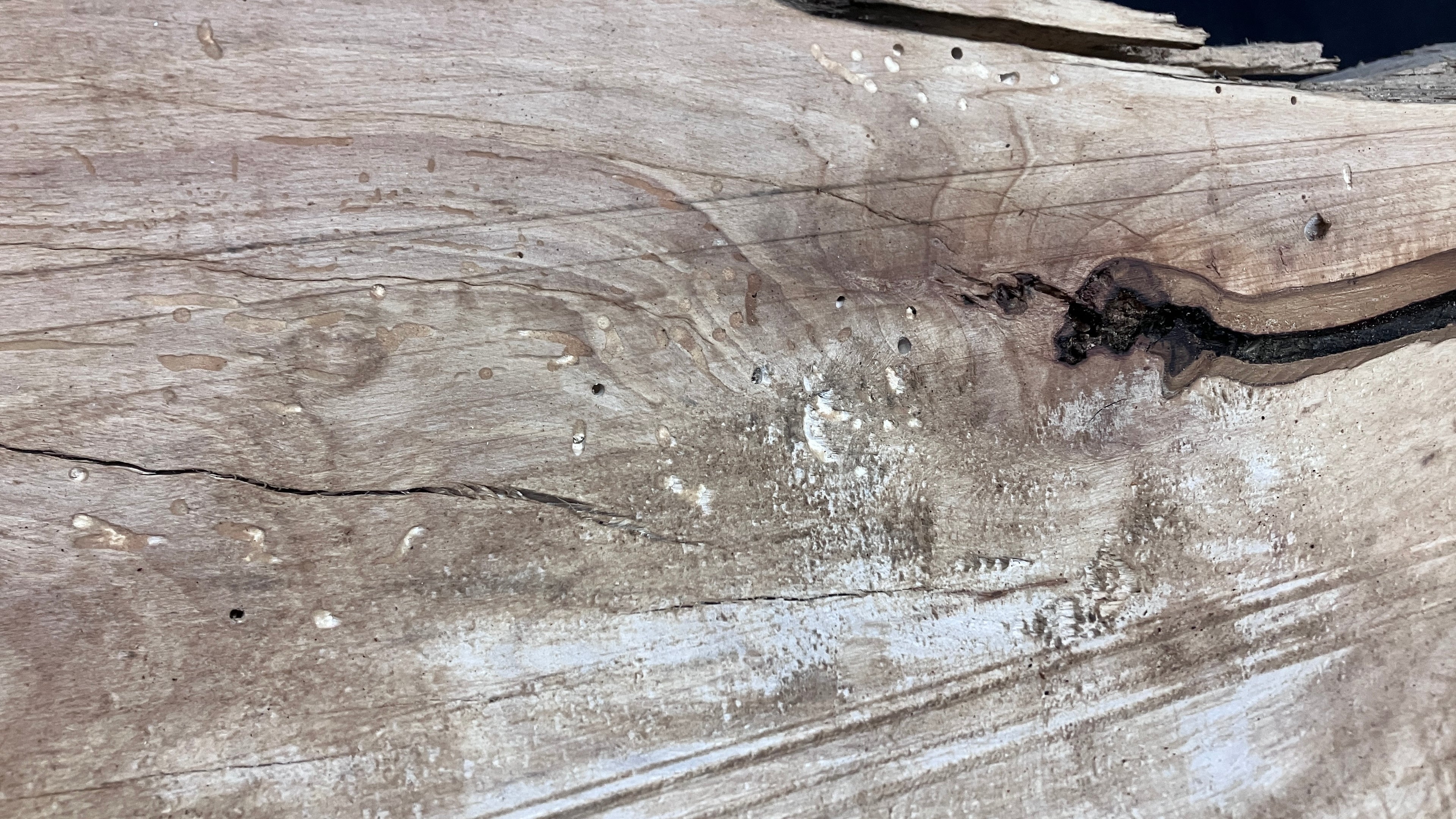 Hornbeam mantle, chunky Plank 1395 L x 402 W x 75 D (mm)   (165)
