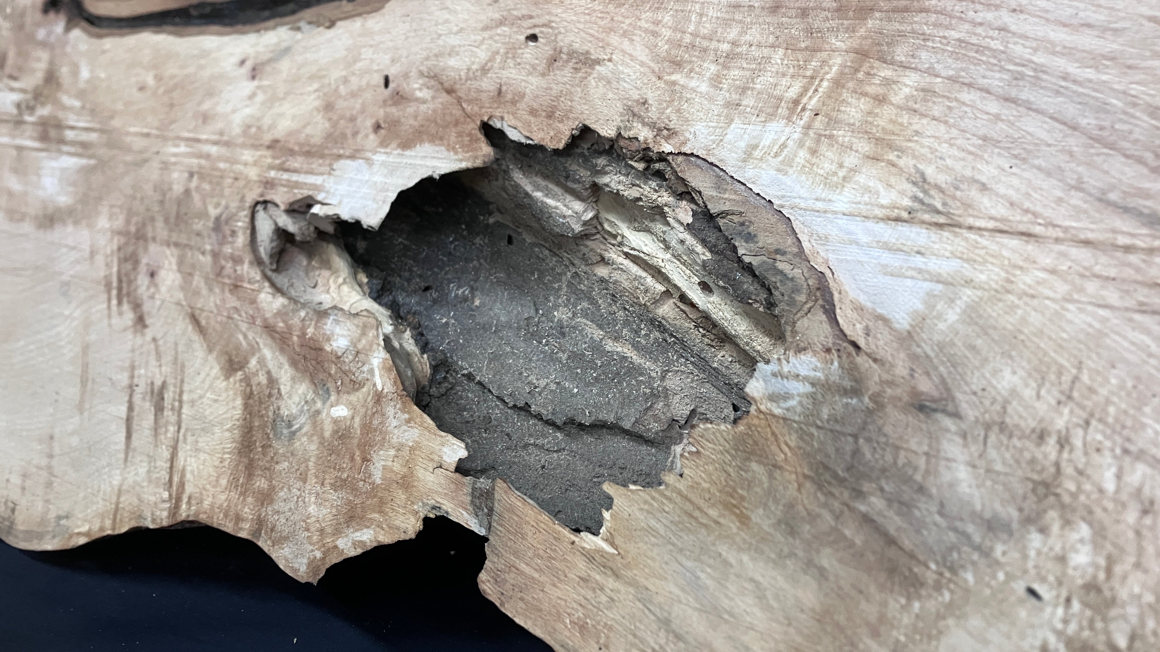 Hornbeam mantle, chunky Plank 1395 L x 402 W x 75 D (mm)   (165)