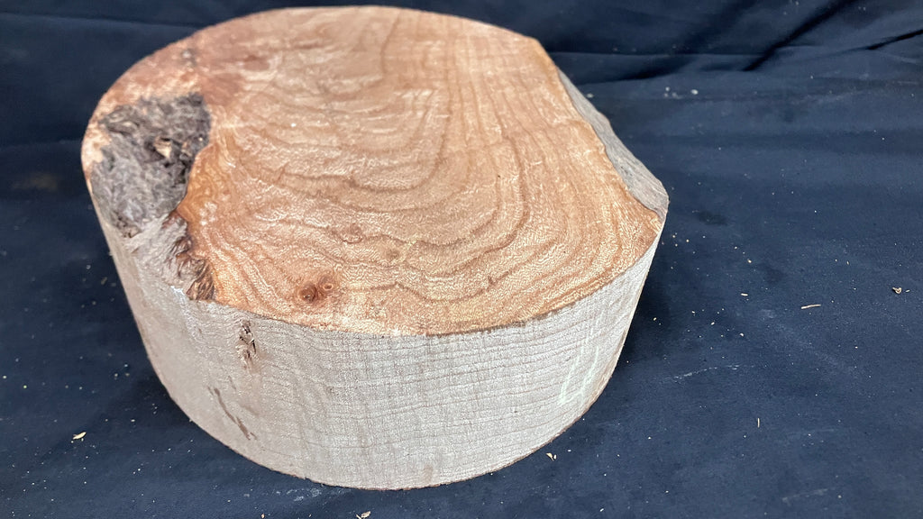 B Grade dry 8" x 3 1/4" elm, large wood turning blank  (186)