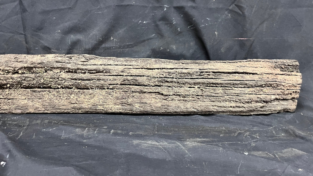 Bog oak mantle, rare wood 2000+ years old, 1365 L x 118 W x 95 D mm    (408)