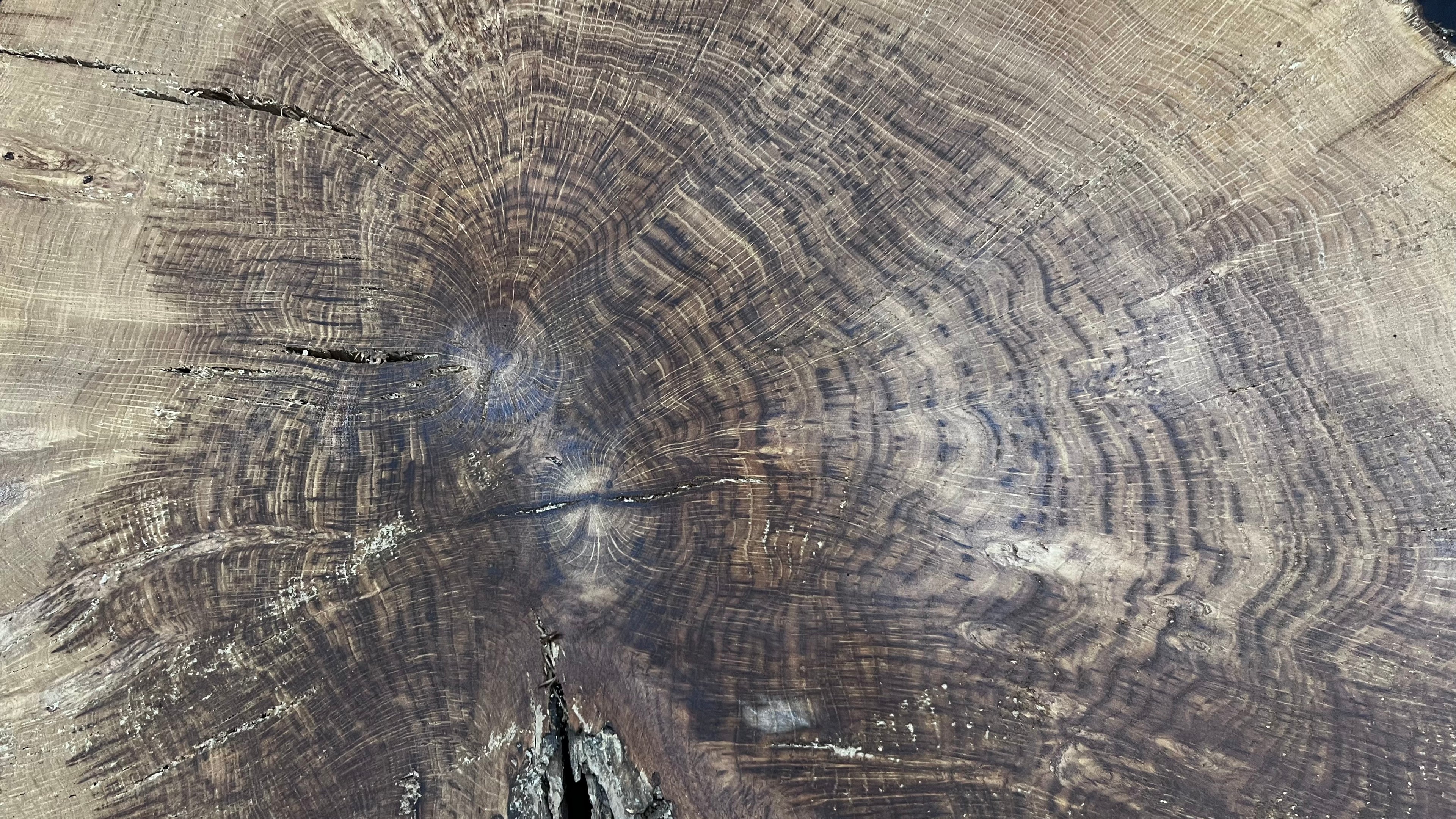 Brown Oak cookie, coffee table. craft wood, 885 L x 687 W x 44 D mm     (mf597)