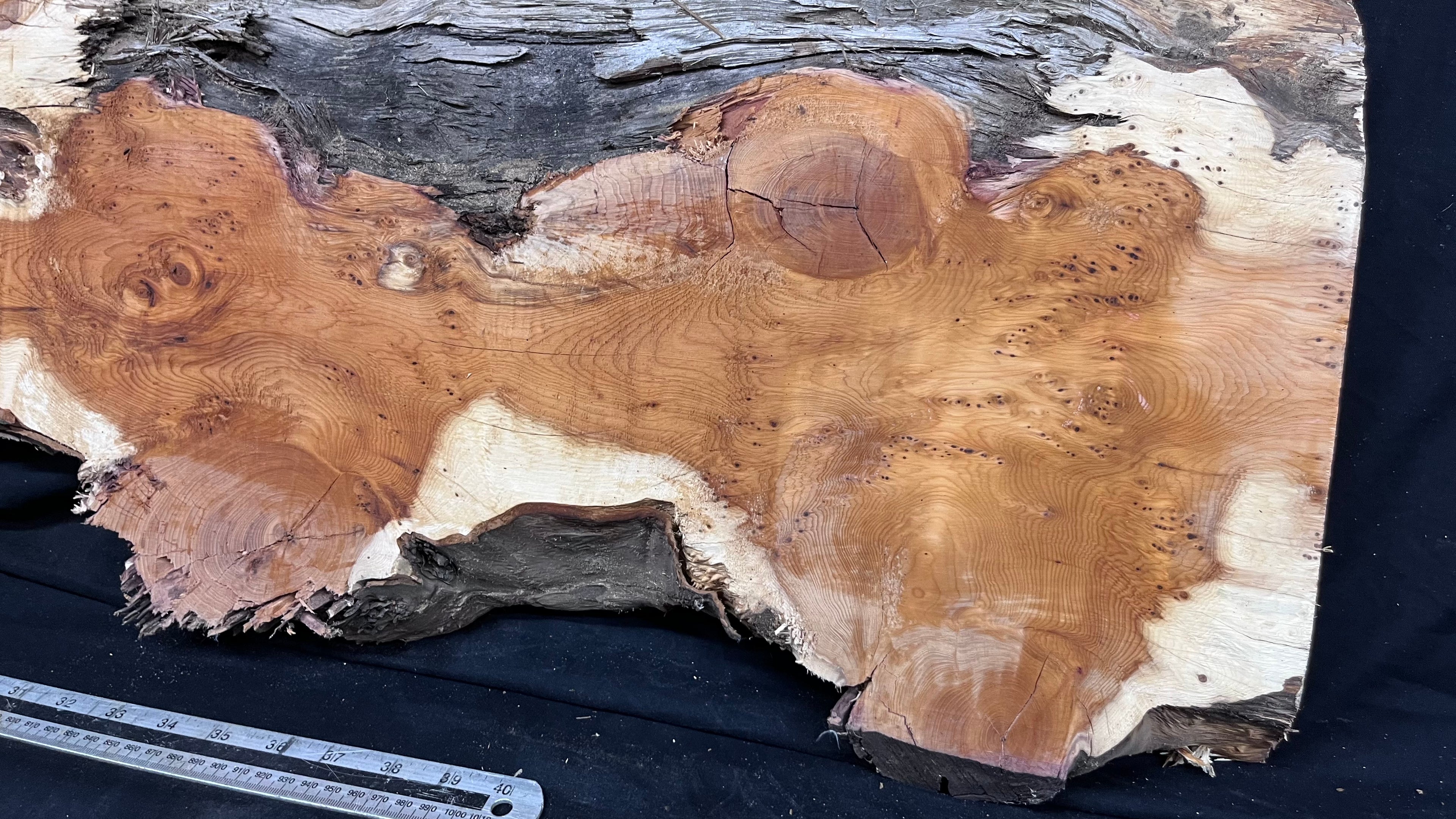 Pippy Yew coffee table top, hardwood, slab, board, 1342 L x 336 W x 42 D mm    (599)