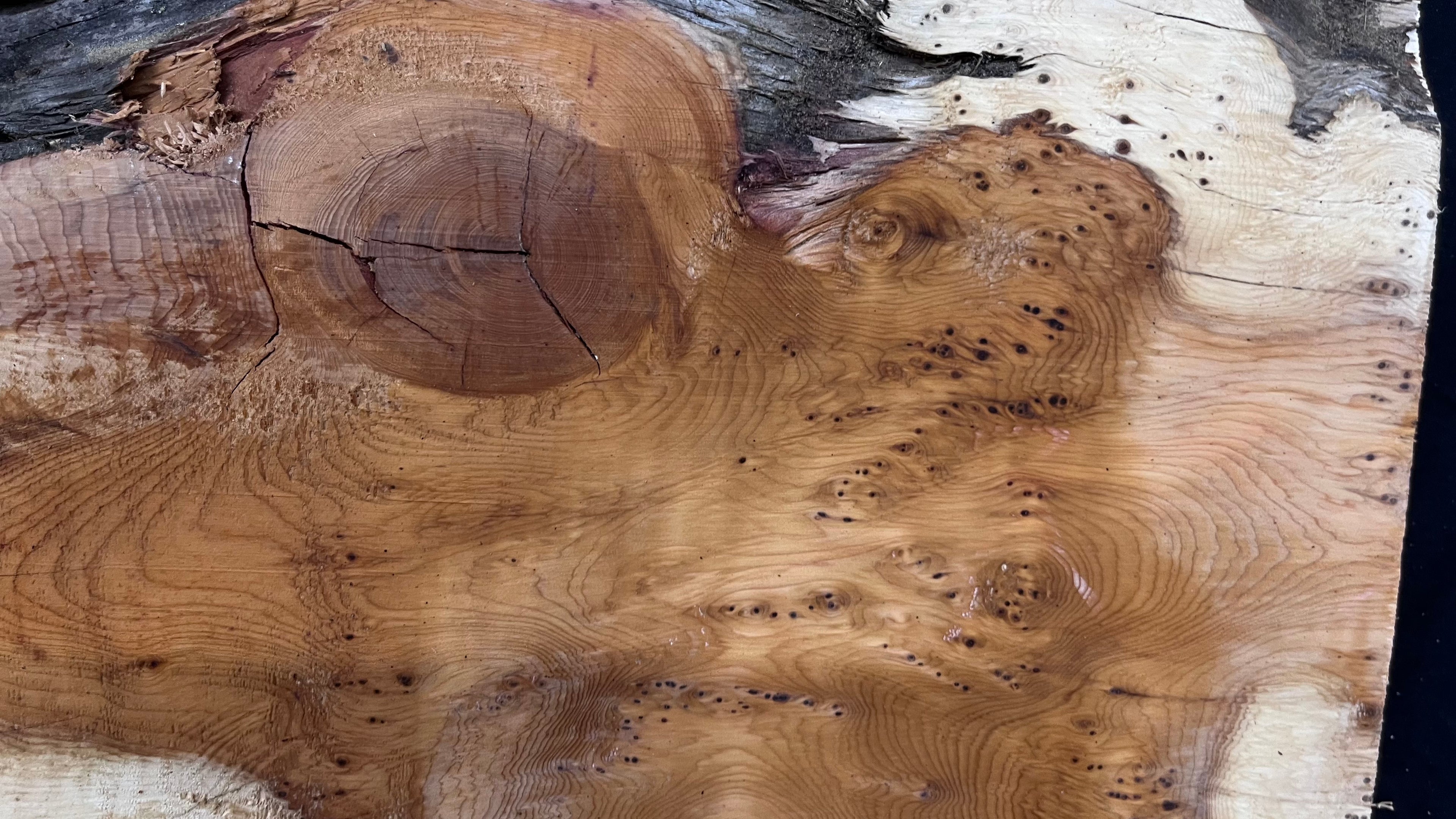 Pippy Yew coffee table top, hardwood, slab, board, 1342 L x 336 W x 42 D mm    (599)