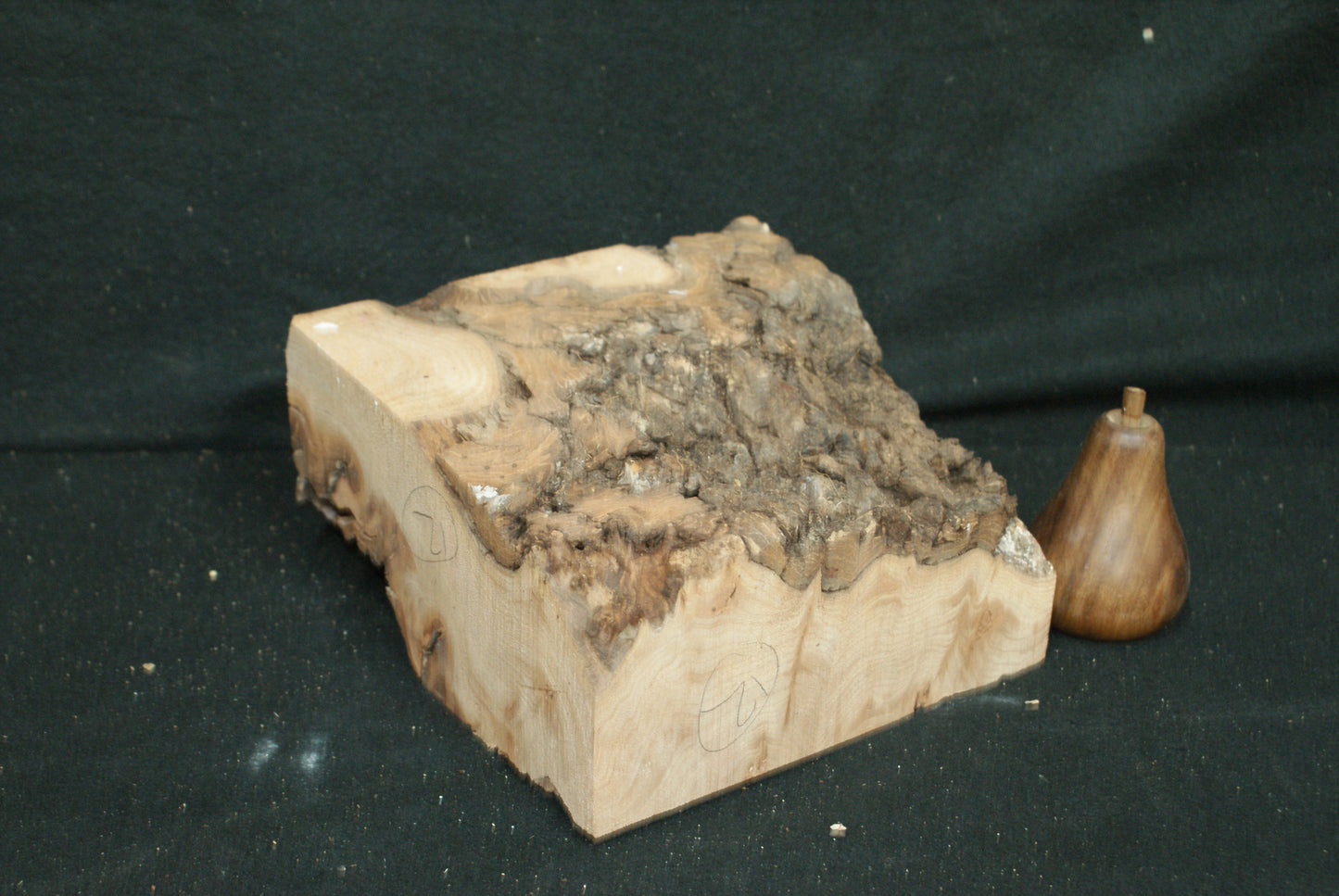 Elm Burr  8 L  x 8 W x 4 D Inches (12)