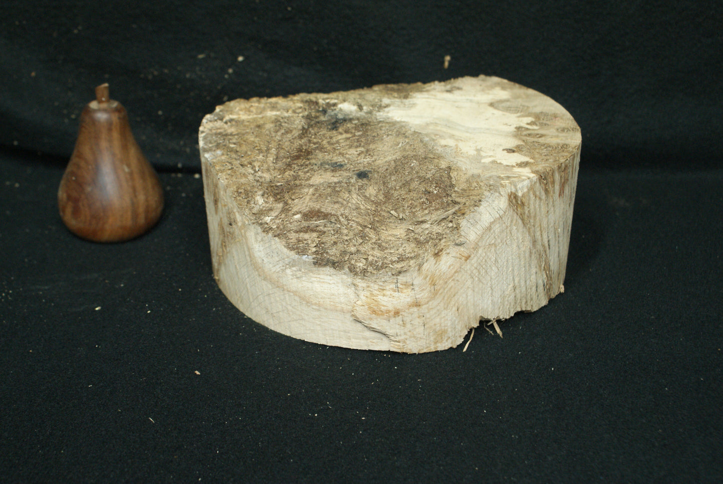 Pippy Oak wood turning blank 8 W x 3.5 D Inches (62)