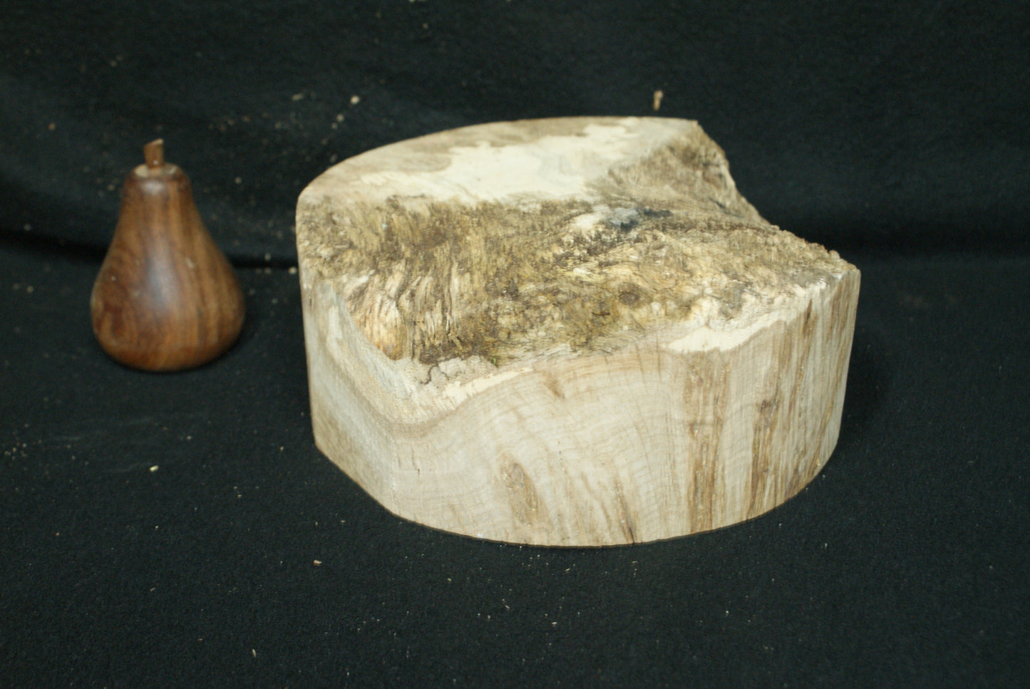 Pippy Oak wood turning blank 8 W x 3.5 D Inches (62)