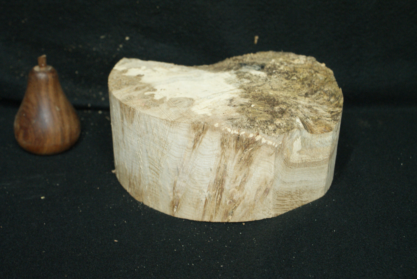 Pippy Oak wood turning blank 8 W x 3.5 D Inches (62)