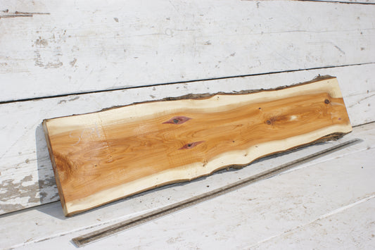 English Yew Shelf. (501)
