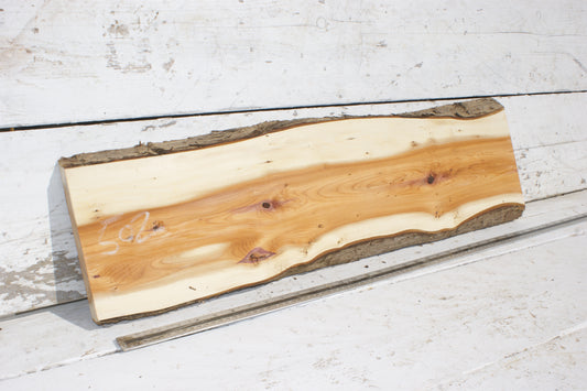 English Yew Shelf. (502)