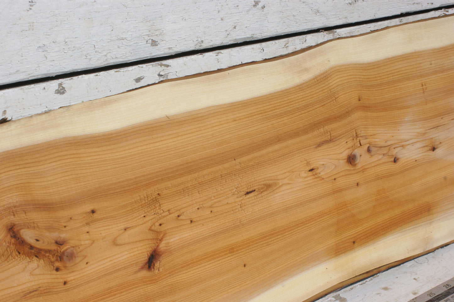 English Yew Shelf. (502)