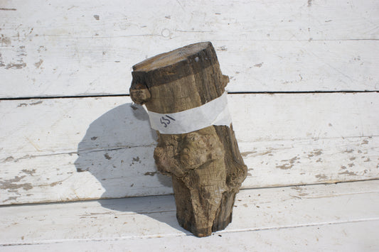 Burr Mulberry Branch    (531)