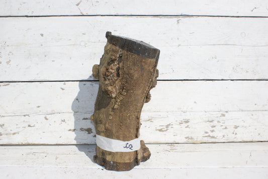 Burr Mulberry Branch    (532)