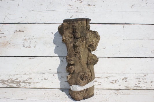 Burr Mulberry Branch    (534)