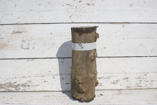 Burr Mulberry Branch    (533)